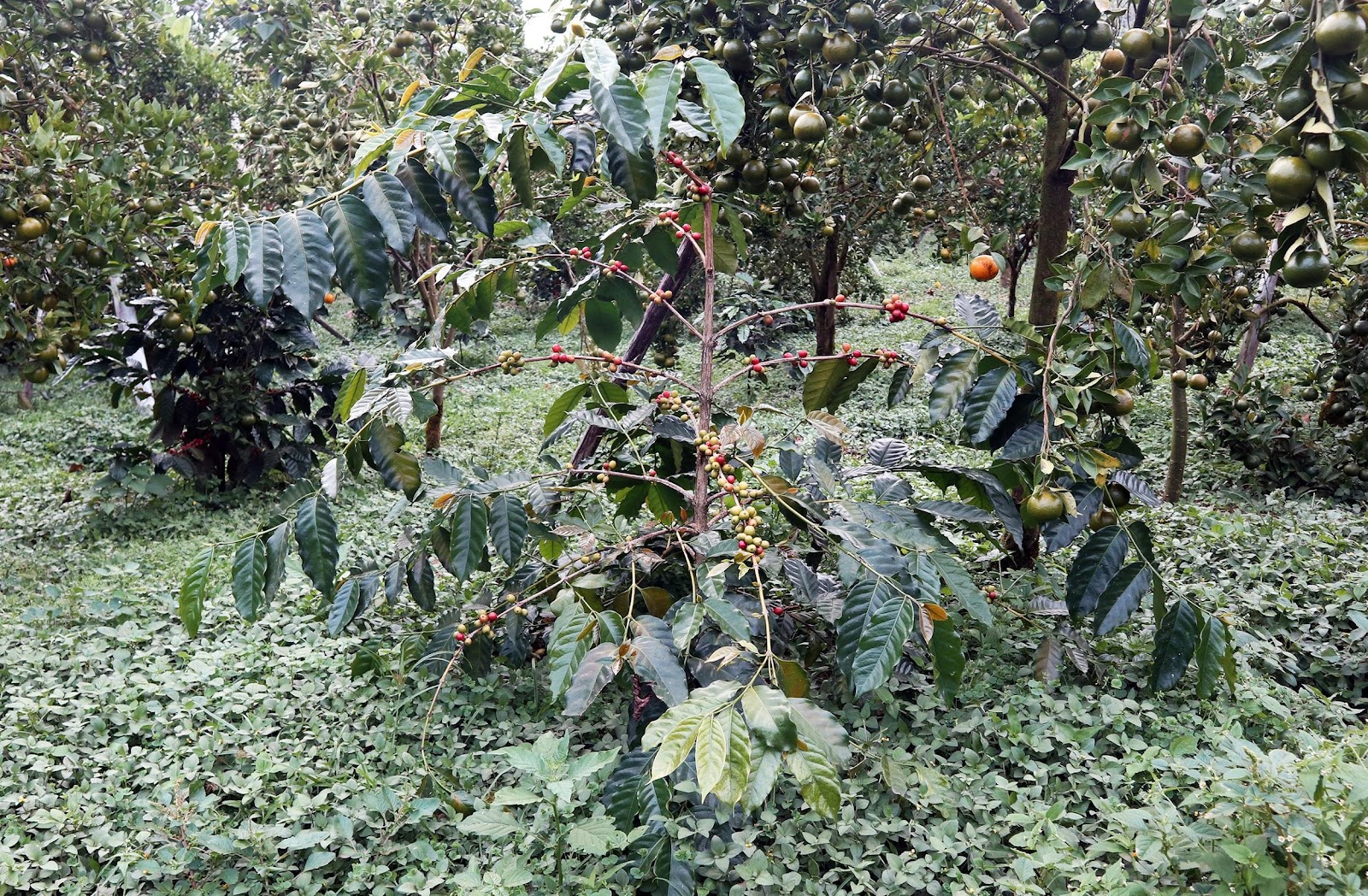 Keř kávovníku s dozrávajícími kávovými třešněmi na plantáži